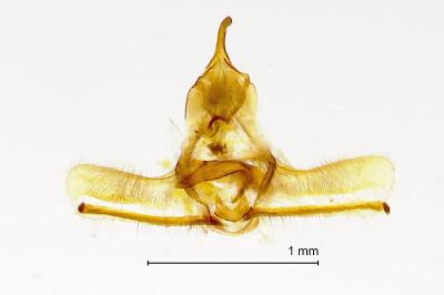 <i>Cnephasia asseclana</i>