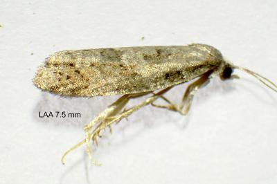 <i>Cnephasia asseclana</i>