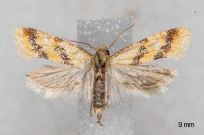 Aethes celsei