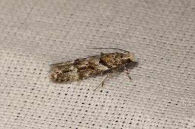 Neotelphusa sequax