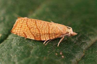 Pandemis corylana