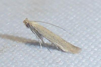Bedellia somnulentella