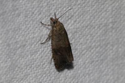 Celypha striana