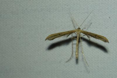 Emmelina monodactyla