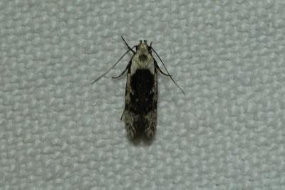 Carpatolechia decorella