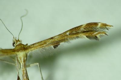 <i>Oxyptilus distans</i>