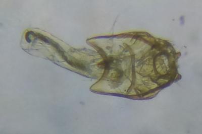 <i>Stigmella samiatella</i>