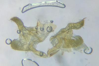 <i>Apodia bifractella</i>
