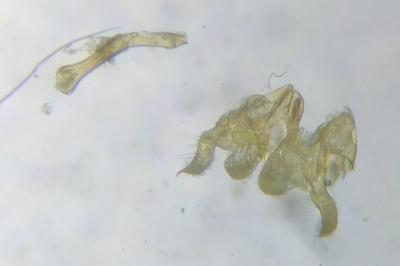 <i>Apodia bifractella</i>