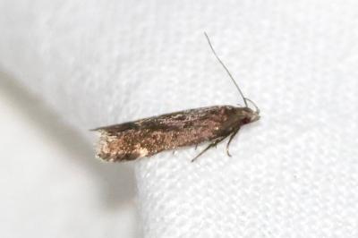 <i>Aproaerema anthyllidella</i>