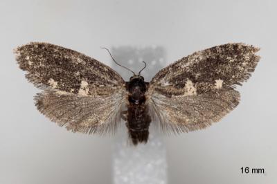 Penestoglossa gallica