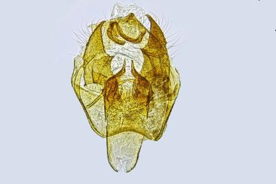 Zimmermannia hispanica