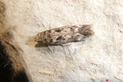 Caryocolum blandelloides