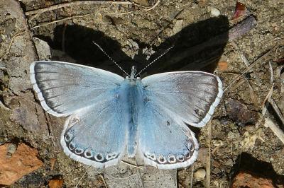 Lysandra hispana