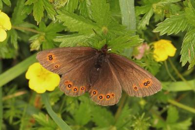 Erebia oeme