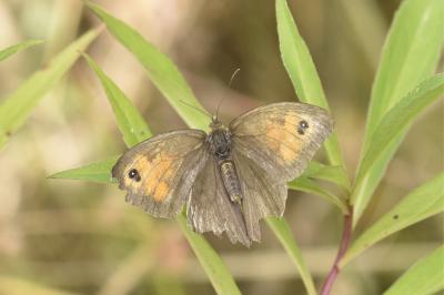 Maniola jurtina