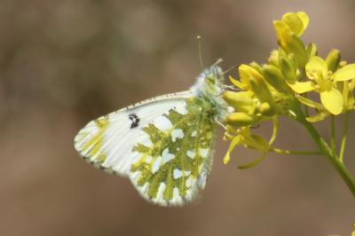 Euchloe simplonia