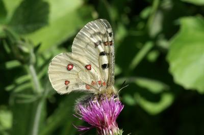 Parnassius phoebus