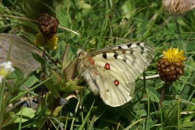 Parnassius phoebus