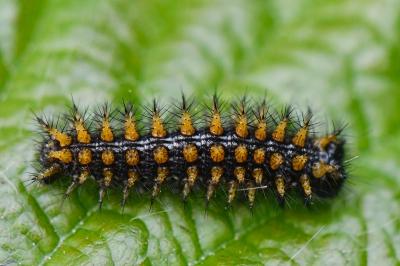 Melitaea athalia