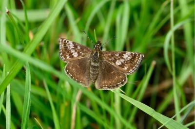 Erynnis tages