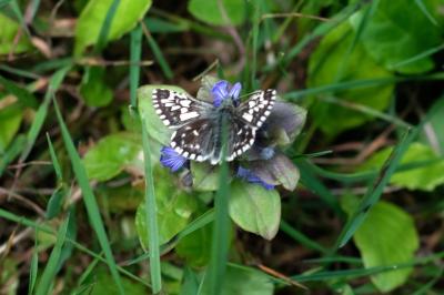 Pyrgus malvae
