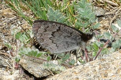 Erebia pandrose