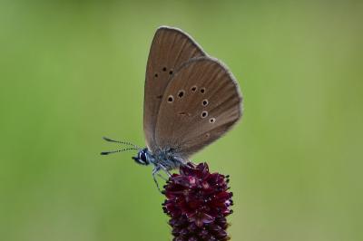 Phengaris nausithous