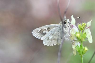 Muschampia lavatherae