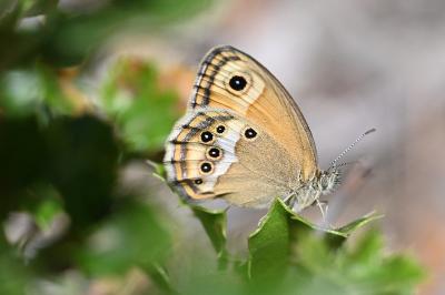 Coenonympha dorus