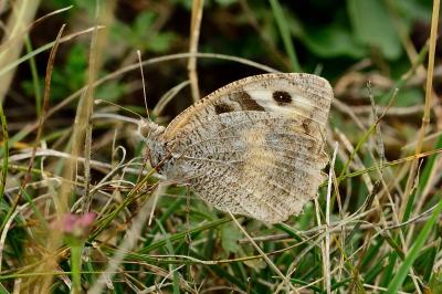 Chazara briseis