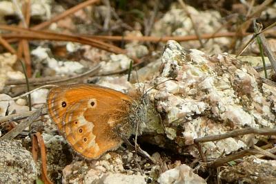 Coenonympha corinna