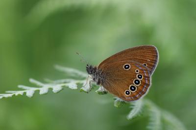 Coenonympha oedippus