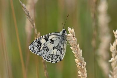 Melanargia galathea