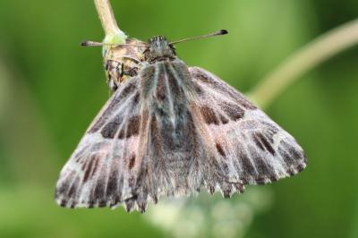 Muschampia floccifera