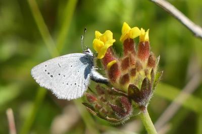 Cupido minimus