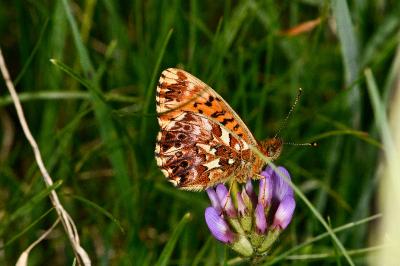 Boloria titania