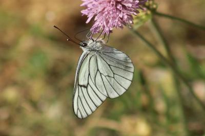 Aporia crataegi