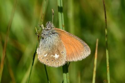 Coenonympha glycerion