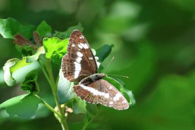 Limenitis camilla