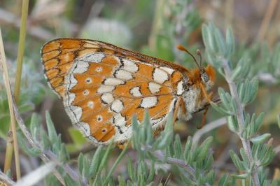 Euphydryas beckeri