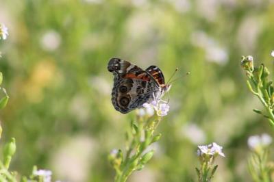 Vanessa virginiensis
