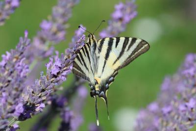 Iphiclides podalirius