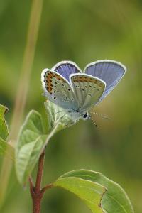 Plebejus argyrognomon