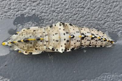 Pieris brassicae