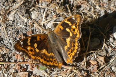 Apatura ilia