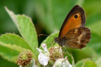 Pyronia tithonus