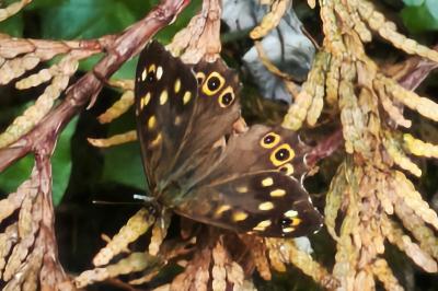 Pararge aegeria