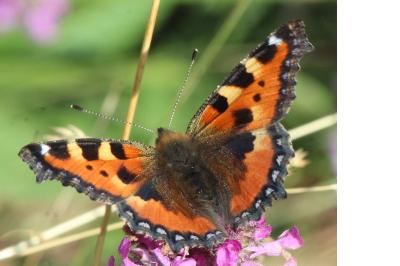 Aglais urticae