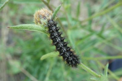 Melitaea phoebe